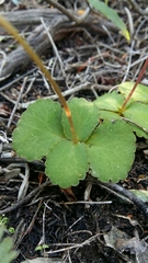 Crassula capensis capensis