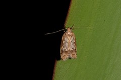 Philobota baryptera