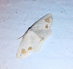 Scopula butleri