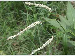 Persicaria attenuata