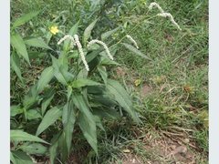 Persicaria attenuata