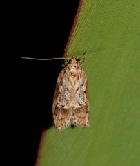 Philobota baryptera
