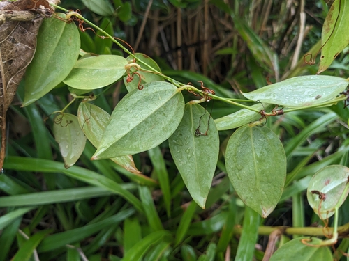 Smilax sebeana observed 2024-10-24