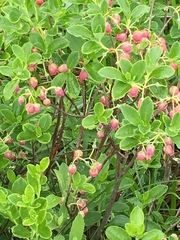 Rhododendron multiflorum