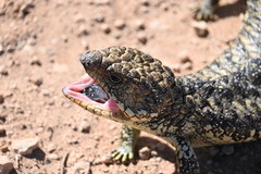 Pinecone Lizard photo 3