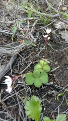 Crassula capensis capensis