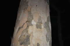 Eucalyptus propinqua