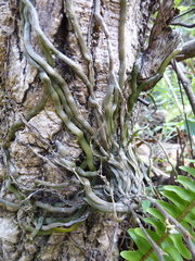 Chiloschista usneoides