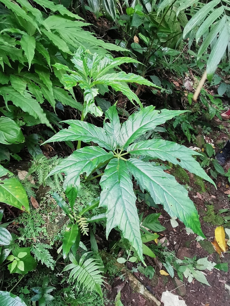 Begonia thiemei