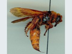 Trisciloa ferruginea