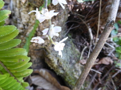 Chiloschista usneoides