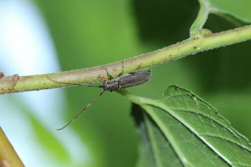 Eupogoniopsis