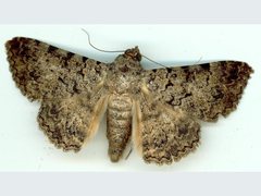 Polydesma boarmoides