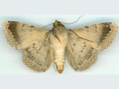 Polydesma boarmoides