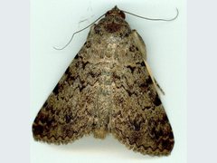 Polydesma boarmoides