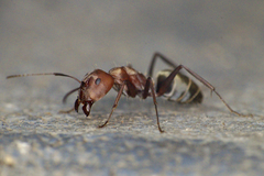 Camponotus rufoglaucus