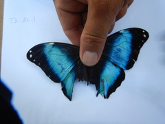 Morpho deidamia