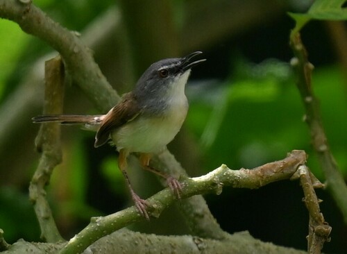 Rufescent Prinia (Prinia rufescens), photo 4