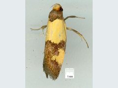 Chrysonoma consularis