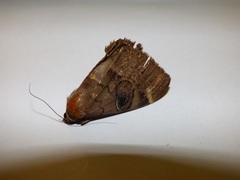 Lepidoptera