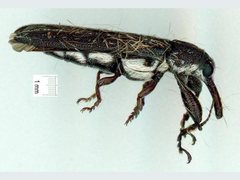 Belidae