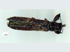 Belidae