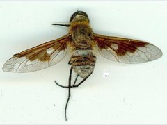 Ligyra cingulata