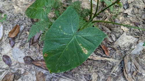 Image of Xanthosoma sagittifolium by (c) Joseph Aubert, some rights reserved (CC BY)