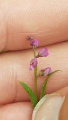 Polygala polygama