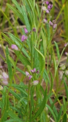 Polygala polygama