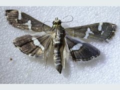 Hymeniini