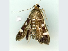 Hymeniini