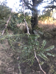 Vachellia natalitia