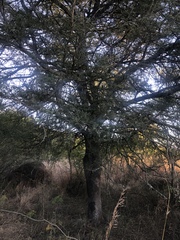 Vachellia natalitia