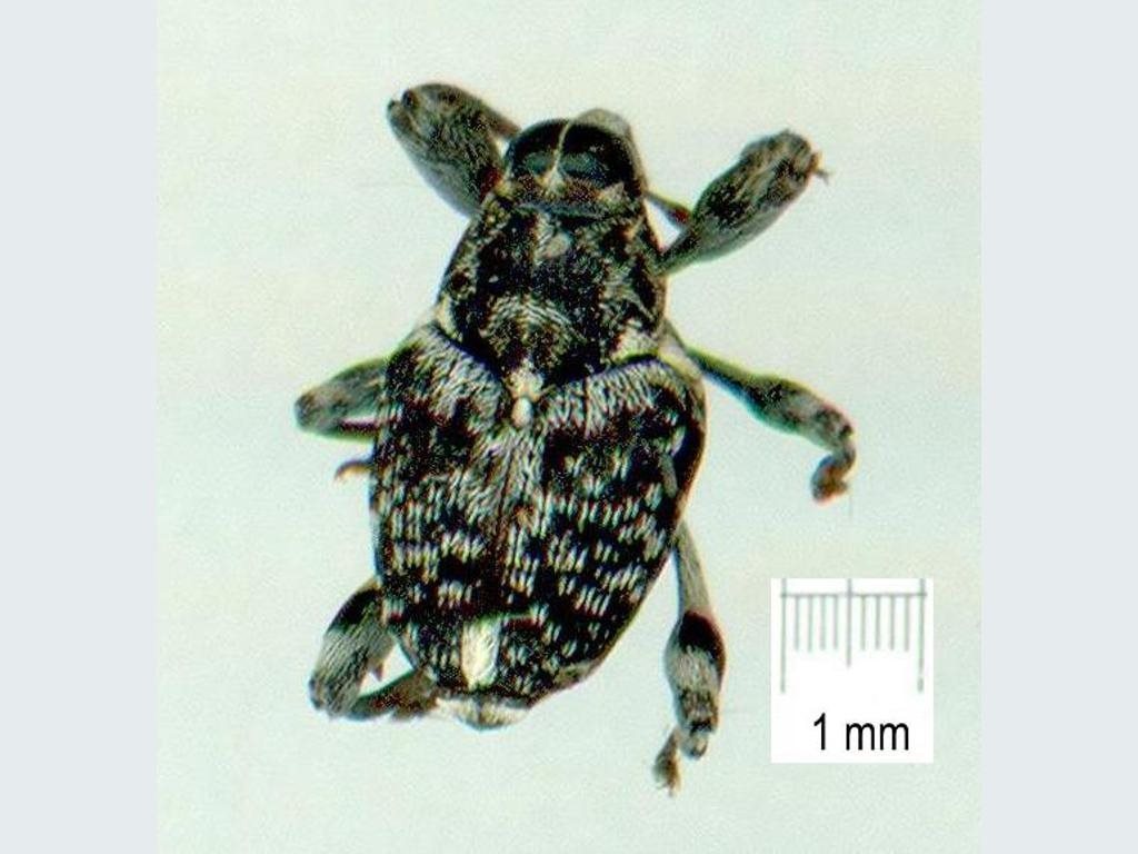 Metialma australiae