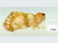 Saccharodite chrysonoe