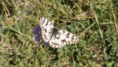 Melanargia russiae