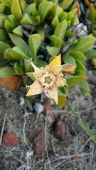 Ruschia rubricaulis