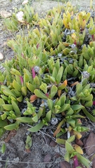 Ruschia rubricaulis