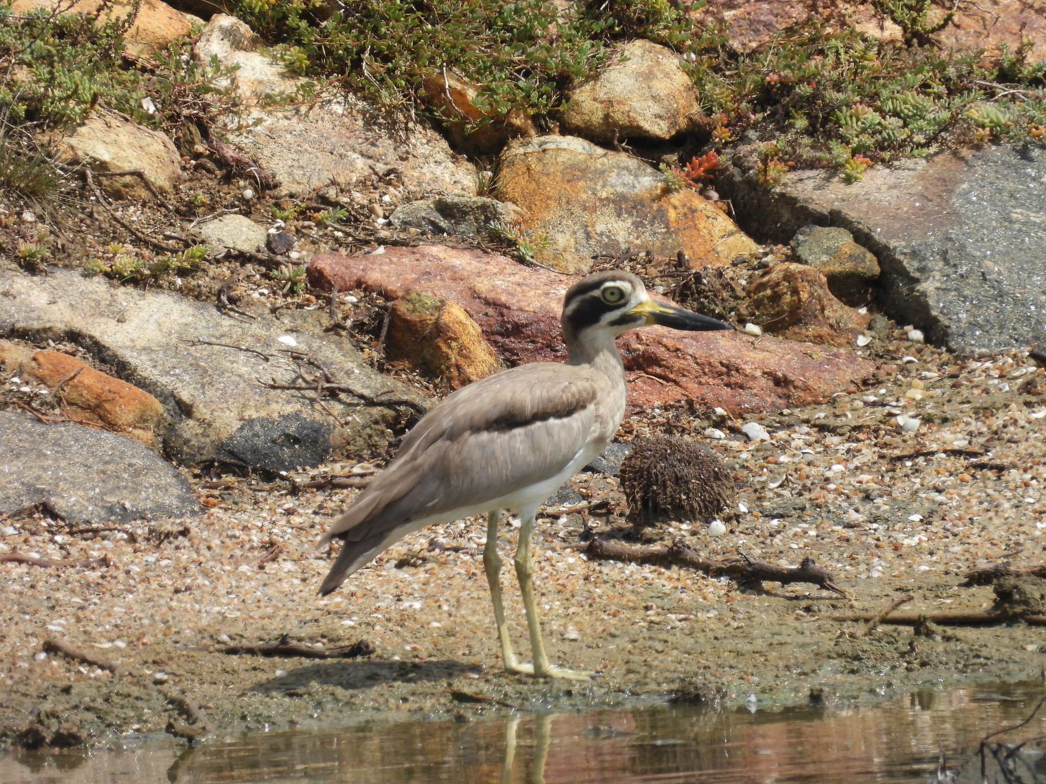 Great Stone-curlew