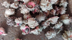 Phyllonotus erythrostomus