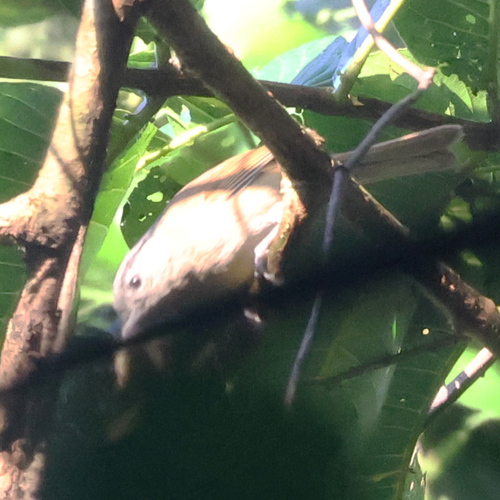 Black-browed Fulvetta (Alcippe grotei)