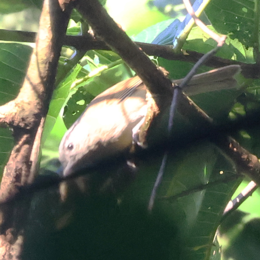 Black-browed Fulvetta (Alcippe grotei), photo 1