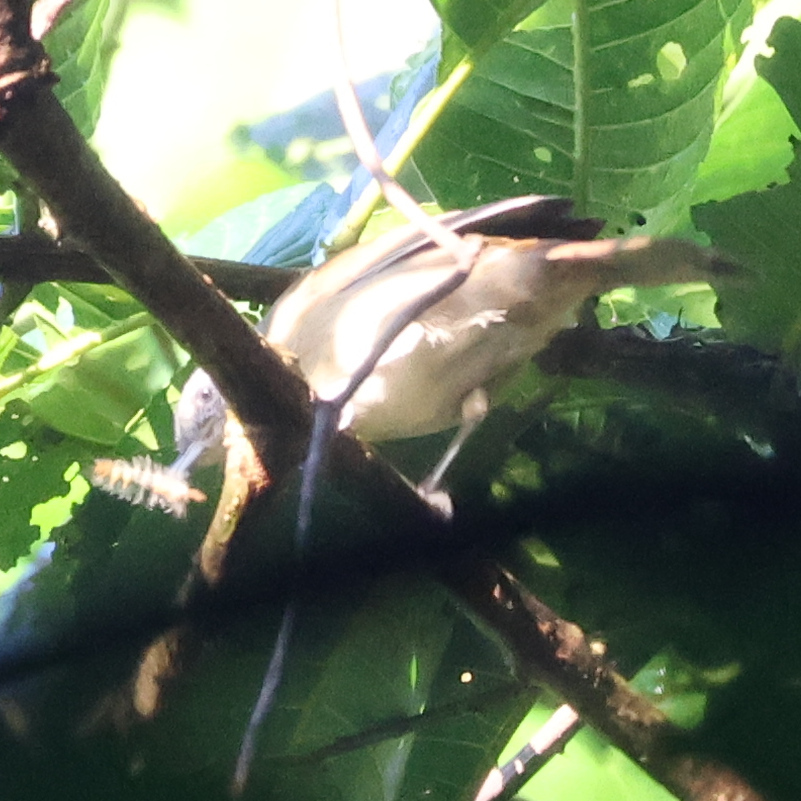 Black-browed Fulvetta (Alcippe grotei), photo 2