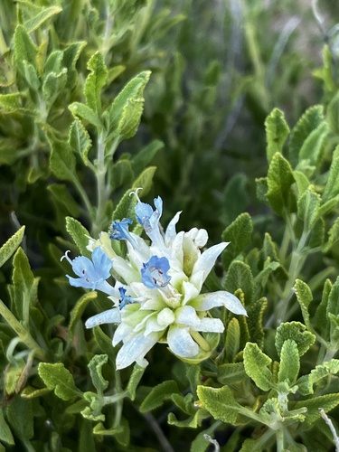 Image of Salvia mohavensis by (c) Mike Heine, some rights reserved (CC BY)