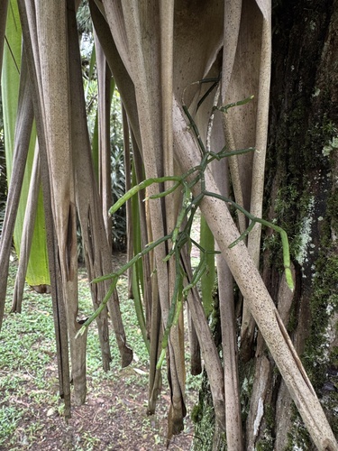 Rhipsalis pilocarpa, photograph 2