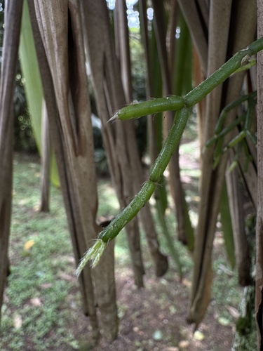 Rhipsalis pilocarpa, photograph 1