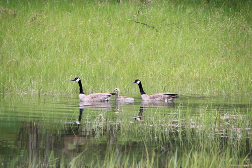 Canada Goose