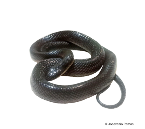 Boiruna sertaneja