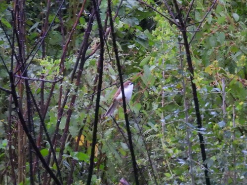 Yellow-eyed Babbler (Chrysomma sinense), photo 6